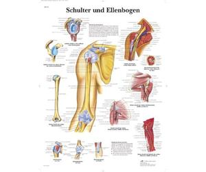 3B Scientific - Laminado Hombro & Codo Cartel - Anatomía & Patología - Póster Protegido contra UV y Polvo para Estudio, Enseñanza y Clínicas