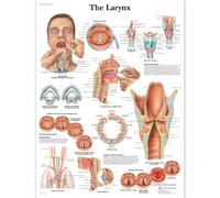 3B Scientific - Laminado Laringe Humana Cartel - Póster de Anatomía Protegido contra UV y Polvo para Estudio, Enseñanza y Clínicas