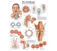 3B Scientific - Laminado Laringe Humana Cartel - Póster de Anatomía Protegido contra UV y Polvo para Estudio, Enseñanza y Clínicas