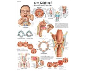3B Scientific - Laminado Laringe Humana Cartel - Póster de Anatomía Protegido contra UV y Polvo para Estudio, Enseñanza y Clínicas