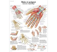 3B Scientific - Laminado Mano & Muñeca Cartel - Anatomía & Patología - Póster Protegido contra UV y Polvo para Estudio, Enseñanza y Clínicas
