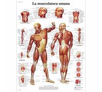 3B Scientific - Laminado Musculatura Humana Cartel - Póster de Anatomía Protegido contra UV y Polvo para Estudio, Enseñanza y Clínicas
