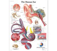 3B Scientific - Laminado Oído Humano Cartel - Póster de Anatomía Protegido contra UV y Polvo para Estudio, Enseñanza y Clínicas