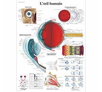 3B Scientific - Laminado Ojo Humano Cartel - Póster de Anatomía Protegido contra UV y Polvo para Estudio, Enseñanza y Clínicas