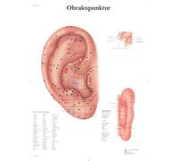 3B Scientific - Laminado Oreja Acupuntura Cartel - Póster Protegido contra UV y Polvo para Estudio, Enseñanza y Clínicas