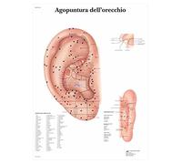 3B Scientific - Laminado Oreja Acupuntura Cartel - Póster Protegido contra UV y Polvo para Estudio, Enseñanza y Clínicas