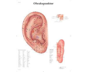 3B Scientific - Laminado Oreja Acupuntura Cartel - Póster Protegido contra UV y Polvo para Estudio, Enseñanza y Clínicas