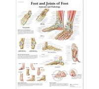 3B Scientific - Laminado Pie & Tobillo Cartel - Anatomía & Patología - Póster Protegido contra UV y Polvo para Estudio, Enseñanza y Clínicas