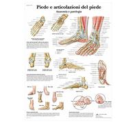3B Scientific - Laminado Pie & Tobillo Cartel - Anatomía & Patología - Póster Protegido contra UV y Polvo para Estudio, Enseñanza y Clínicas