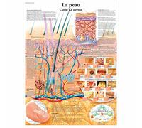 3B Scientific - Laminado Piel Humana Cartel - Póster de Anatomía Protegido contra UV y Polvo para Estudio, Enseñanza y Clínicas
