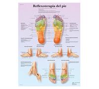 3B Scientific - Laminado Reflexología Plantar Cartel - Póster Protegido contra UV y Polvo para Estudio, Enseñanza y Clínicas