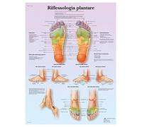 3B Scientific - Laminado Reflexología Plantar Cartel - Póster Protegido contra UV y Polvo para Estudio, Enseñanza y Clínicas