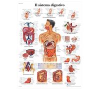 3B Scientific - Laminado Sistema Digestivo Humano Cartel - Póster de Anatomía Protegido contra UV y Polvo para Estudio, Enseñanza y Clínicas