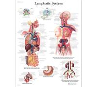 3B Scientific - Laminado Sistema Linfático Humano Cartel - Póster de Anatomía Protegido contra UV y Polvo para Estudio, Enseñanza y Clínicas
