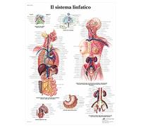 3B Scientific - Laminado Sistema Linfático Humano Cartel - Póster de Anatomía Protegido contra UV y Polvo para Estudio, Enseñanza y Clínicas