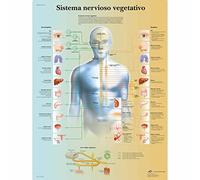 3B Scientific - Laminado Sistema Nervioso Autónomo Cartel - Póster de Anatomía Protegido contra UV y Polvo para Estudio, Enseñanza y Clínicas