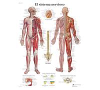 3B Scientific - Laminado Sistema Nervioso Humano Cartel - Póster de Anatomía Protegido contra UV y Polvo para Estudio, Enseñanza y Clínicas