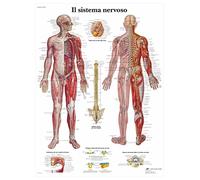 3B Scientific - Laminado Sistema Nervioso Humano Cartel - Póster de Anatomía Protegido contra UV y Polvo para Estudio, Enseñanza y Clínicas