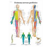 3B Scientific - Laminado Sistema Nervioso Periférico Cartel - Póster de Anatomía Protegido contra UV y Polvo para Estudio, Enseñanza y Clínicas