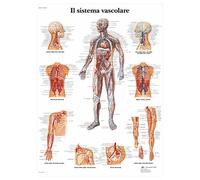 3B Scientific - Laminado Sistema Vascular Humano Cartel - Póster de Anatomía Protegido contra UV y Polvo para Estudio, Enseñanza y Clínicas