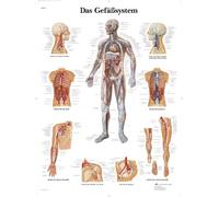 3B Scientific - Laminado Sistema Vascular Humano Cartel - Póster de Anatomía Protegido contra UV y Polvo para Estudio, Enseñanza y Clínicas