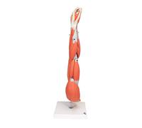 3B Scientific M10 Modelo de anatomía humana Brazo Con Músculos Diseccionables, desmontable En 6 Piezas + App de anatomía gratuita - 3B Smart Anatomy