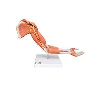 3B Scientific M11 Modelo de anatomía humana Brazo Con Músculos de Lujo, 6 Partes + App de anatomía gratuita - 3B Smart Anatomy