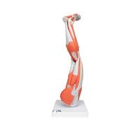 3B Scientific M20 Modelo de anatomía humana Pierna Con Músculos Diseccionables, desmontable En 9 Piezas + App de anatomía gratuita - 3B Smart Anatomy