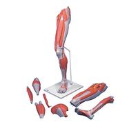 3B Scientific M21 Modelo de anatomía humana Músculos de la Pierna de Lujo, 7 Partes + App de anatomía gratuita - 3B Smart Anatomy