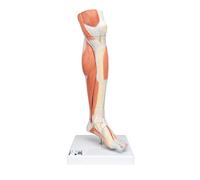 3B Scientific M22 Modelo de anatomía humana Pierna Con Músculos y Con Rodilla de Lujo, 3 Partes + App de anatomía gratuita - 3B Smart Anatomy