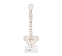 3B Scientific® Mini Modelo de Columna Vertebral - Columna Vertebral Humana Flexible con Pelvis en Soporte, PVC Duradero + Smart Anatomy App (Garantía de 5 Años)