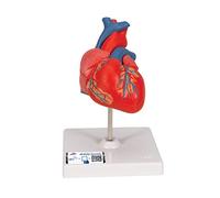 3B Scientific Modelo Anatómico Humano - Modelo Clásico de Corazón Humano, 2 Piezas + App de anatomía gratuita - 3B Smart Anatomy
