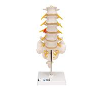 3B Scientific® Modelo de Columna Lumbar - Vértebras Lumbares a Tamaño Real con Demostración de Hernia Discal Dorsolateral + Smart Anatomy App (Garantía de 5 Años)