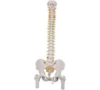 3B Scientific® Modelo de Columna Vertebral Flexible - Clásico a Tamaño Real con Fémures, Nervios & Arterias, Movible para Estudio Funcional + Smart Anatomy App (Garantía de 5 Años)