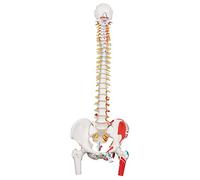 3B Scientific® Modelo de Columna Vertebral Flexible - Clásico a Tamaño Real con Fémures & Pintura Muscular, Movible para Estudio Funcional + Smart Anatomy App (Garantía de 5 Años)
