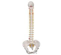 3B Scientific® Modelo de Columna Vertebral Flexible Clásico - Columna Vertebral Humana con Pelvis Femenina y Hueso Occipital, PVC Duradero + Smart Anatomy App (Garantía de 5 Años)