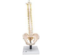 3B Scientific® Modelo de Columna Vertebral Flexible - Columna Vertebral Humana con Pelvis y Hueso Occipita + Smart Anatomy App (Garantía de 5 Años)