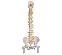 3B Scientific® Modelo de Columna Vertebral Flexible Deluxe - Columna Vertebral Humana con Pelvis + Smart Anatomy App (Garantía de 5 Años)