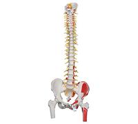 3B Scientific® Modelo de Columna Vertebral Flexible Deluxe - Columna Vertebral Humana con Pelvis, Tronco Cerebral Expuesto,+ Smart Anatomy App (Garantía de 5 Años)