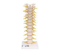 3B Scientific A73 Modelo de anatomía humana Columna Dorsal + App de anatomía gratuita - 3B Smart Anatomy