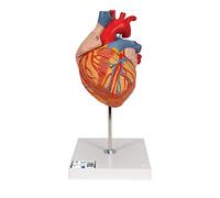 3B Scientific® Modelo de Corazón Humano - Tamaño Doble, Modelo Anatómico Ampliado de 4 Partes con Secciones Desmontables para Estudio de Cámaras y Vasos + Smart Anatomy App (Garantía de 5 Años)
