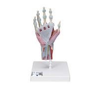 3B Scientific® Modelo de Esqueleto de Mano Humana - Mano a Tamaño Real con Ligamentos & Músculos, Modelo Anatómico Funcional + Smart Anatomy App (Garantía de 5 Años)