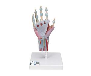 3B Scientific® Modelo de Esqueleto de Mano Humana - Mano a Tamaño Real con Ligamentos & Músculos, Modelo Anatómico Funcional + Smart Anatomy App (Garantía de 5 Años)