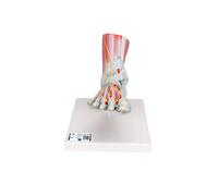 3B Scientific® Modelo de Esqueleto Humano del Pie - Tamaño Real con Ligamentos, Músculos, Tendones y Montaje Flexible para Estudio de Anatomía + Smart Anatomy App (Garantía de 5 Años)