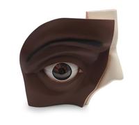 3B Scientific® Modelo de Ojo - Anatomía del Ojo Humano Ampliada 5 Veces, de 12 Partes con Estructuras Extraíbles, Tono de Piel Oscura, PVC Duradero + Smart Anatomy App (Garantía de 5 Años)