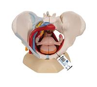3B Scientific® Modelo de Pelvis Femenina - Anatomía de 6 Partes a Tamaño Real con Ligamentos, Vasos, Nervios y Órganos del Suelo Pélvico Desmontables + Smart Anatomy App (Garantía de 5 Años)