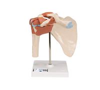 3B Scientific® Modelo Funcional de Articulación del Hombro - De Lujo a Tamaño Real con Ligamentos, Demuestra Movimiento Natural + Smart Anatomy App (Garantía de 5 Años)