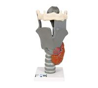 3B Scientific® Modelo Funcional de Laringe - 2,5 Veces Tamaño Real, Réplica Anatómica con Partes Móviles para Estudio de Voz & Anatomía + 3B Smart Anatomy App