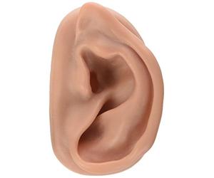 3B Scientific N15/1R Modelo derecho del Oído Para Practicar la Acupuntura