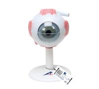 3B Scientific® Ojo Humano - Modelo Anatómico 3 Veces Ampliado en 6 Partes con Estructuras Extraíbles + Smart Anatomy App (Garantía de 5 Años)